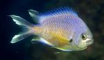 Les Poissons d'Aquarium Chromis  Photo; Or