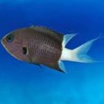 Akvariefisk Chromis  Foto; Sort