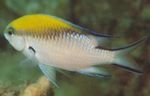 Chromis სურათი და მახასიათებლები