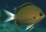 Chromis სურათი და მახასიათებლები