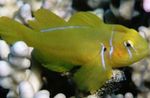 Citron Clown Goby