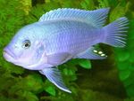 Koobalt Sinine Sebra Cichlid