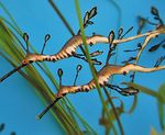 Common seadragon