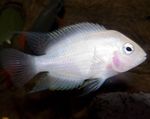 Peces de Acuario Convicto (Archocentrus nigrofasciatus, Cichlasoma nigrofasciatum) Foto; Rosa