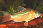 Corydoras Aeneus