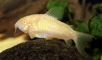 Aeneus Corydoras Photo agus saintréithe