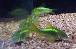 Les Poissons d'Aquarium Aeneus Corydoras (Corydoras aeneus) Photo; Vert