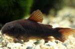 Akváriumi Halak Corydoras Aeneus  fénykép; Fekete