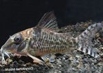 Corydoras Blochi  Foto und kümmern