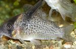 Les Poissons d'Aquarium Corydoras Delphax  Photo; Tacheté