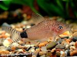 Corydoras Guapore  სურათი და ზრუნვა