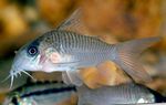 Corydoras Guianensis  Foto und kümmern