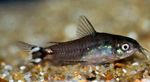 Hastatus Corydoras