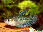 Aquarium Fish Croaking gourami (Trichopsis vittata) Photo; Motley