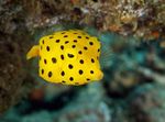 Akvaariokaloille Cubicus Boxfish (Ostracion cubicus) kuva; Keltainen