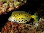 Akvaryum Balıkları Cubicus Boxfish (Ostracion cubicus) fotoğraf; benekli