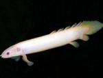 观赏鱼 居维叶Bichir (Polypterus senegalus) 照; 白