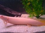 観賞魚 キュビエのビチャー (Polypterus senegalus) フォト; ピンク