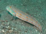 Diamond Watchman Goby, Orange Spotted Sleeper Goby