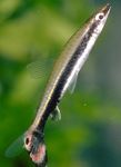 Akvārija Zivis Diptail Pencilfish (Nannostomus eques, Poecilobrycon eques) Foto; svītrains