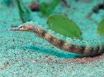 Dragonface Pipefish  fotografie și îngrijire