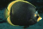 Mračan Butterflyfish