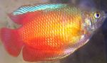 Gourami Pitic fotografie și caracteristici