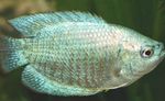 აკვარიუმის თევზი ჯუჯა Gourami (Colisa lalia) სურათი; ვერცხლის