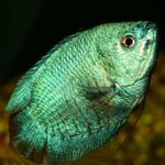 Punduris Gourami Foto un raksturlielumi