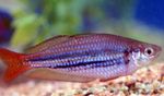 Dvergur Rainbowfish