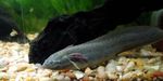 East African Lungfish