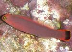 Alungit Dottyback