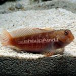 Poisson Marin (Eau De Mer) Braise Blenny  Photo