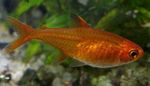 Ember Tetra