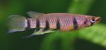 Aquarium Fish Epiplatys  Photo; Striped