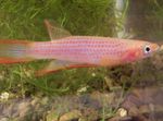 Aquarium Fish Epiplatys  Photo; Pink