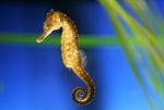 Estuary Seahorse