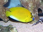 Flagfin Angelfish