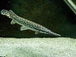 Florida Gar