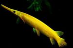 Akvarij Ribe Florida Gar (Lepisosteus platyrhincus) Foto; žuti