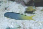 Forktail Vėgėlė, Geltonuodegė Fangblenny