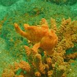 Akvaariokaloille Kesakkoinen Frogfish (Antennarius coccineus) kuva; Täplikäs