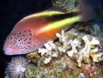 Hawkfish Taches De Rousseur