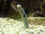 Garden Eel