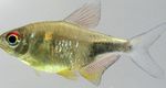 Granat Tetra, Pretty Tetra