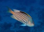 Aquariumvissen Genicanthus  foto; Gestreept