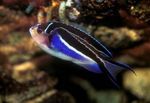 Aquariumvissen Genicanthus  foto; Bont