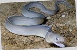 Ghost Eel