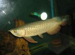 Gyldne Arowana