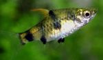 Golden Dwarf Barb